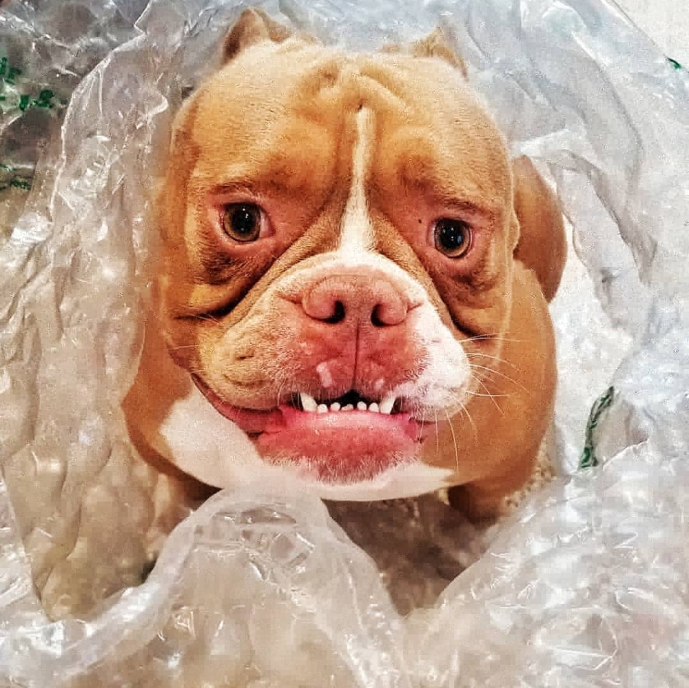 Meet your Posher, Colette (and Royce)